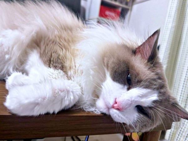 ラグドールのほっけくん。飼い主さんの投薬SOSに助言が集まりました（画像提供：ほっけ はまち ragboysさん）