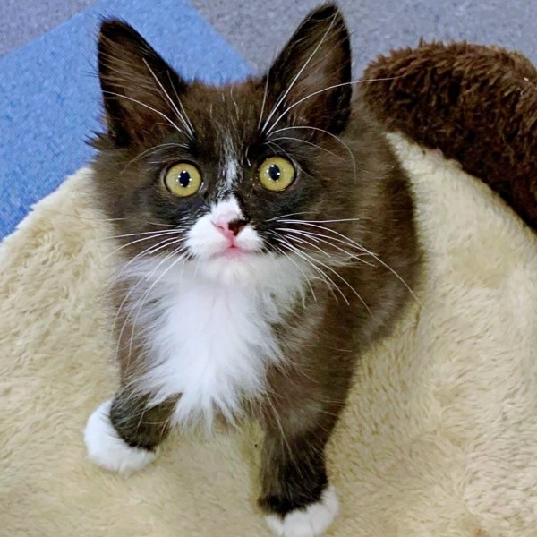 生後3カ月、センター時代のぐらくん（画像提供：zoes.810さん）