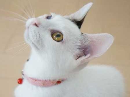 独身の男だって猫は飼える！　　愛情深く3匹と同居、保護活動も