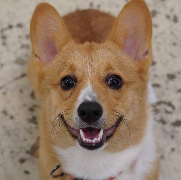 まめくん、キミは処分されていい犬なんかじゃない！（UG DOGS提供）