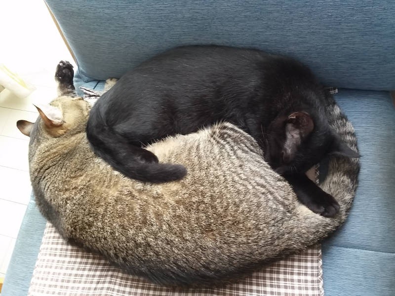 大好きなカールくんと猫団子