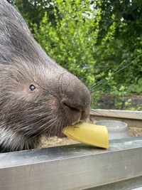 おやつのバナナをくわえたチャーハン