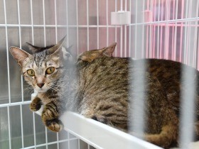 市営住宅に猫40匹、姉妹を書類送検　避妊去勢手術せず放し飼い