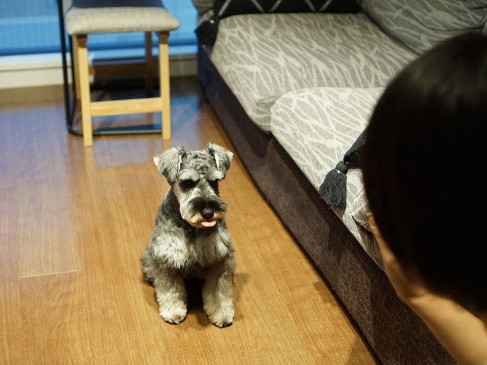 トーマス、こっちこっち「しまった、ベロ出た」
