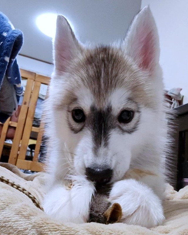 2024年2月22日、お迎え当時の六花ちゃん（画像提供：sakuraさん）