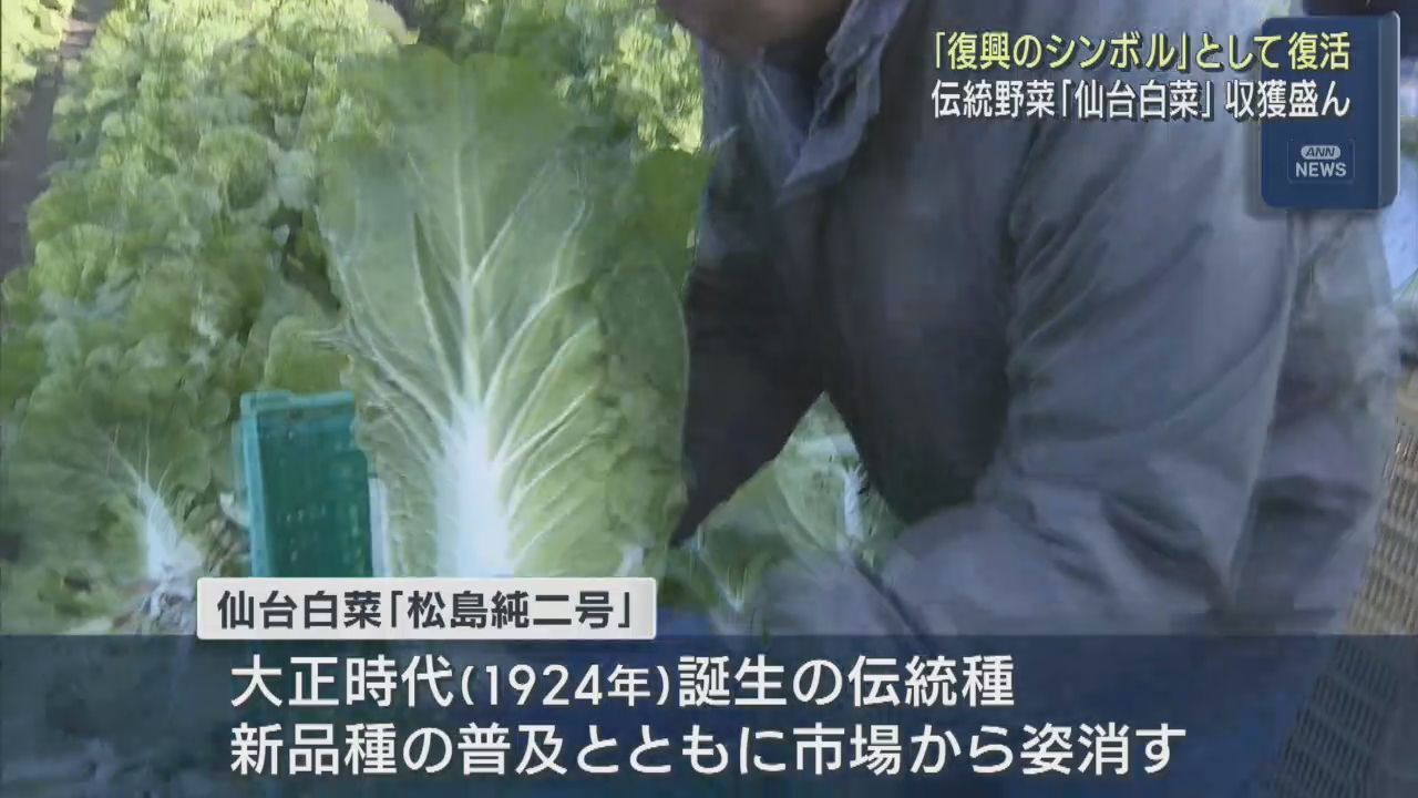 復興のシンボル仙台白菜　収穫が最盛期　宮城・東松島市