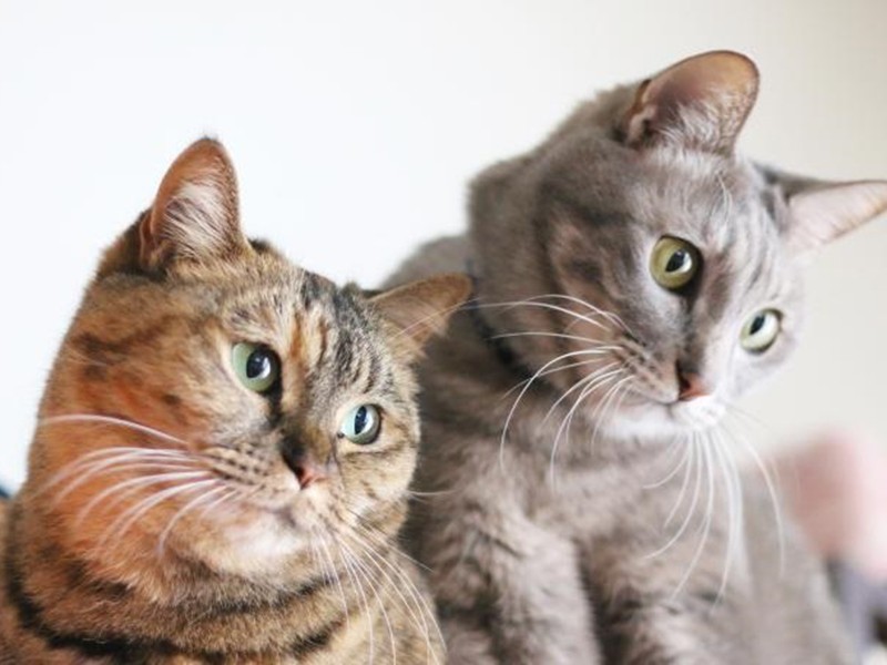 普段のつとるとちゃな