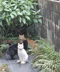 猫たちはみんな仲良し（「ちまきなころんINよねっこはうす」さん提供）