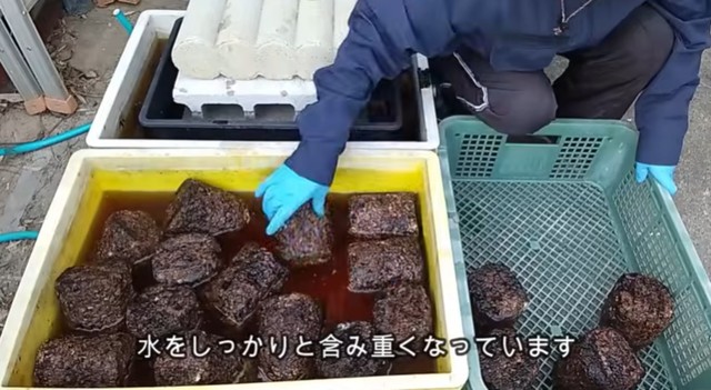 菌床の様子を毎日チェック／投稿主さん提供