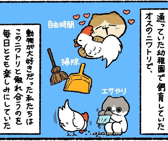 幼稚園で飼育していたニワトリ（ゆうさん提供）