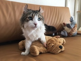 悲しいけどペットロスにはならなかった　「天寿を全うした」と思えるから