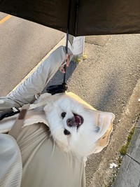 スリングに入った天くんを日傘で守りながら歩く飼い主さん（「ポメラニアンの天くん！」さん提供）