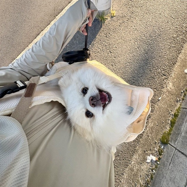 スリングに入った天くんを日傘で守りながら歩く飼い主さん（「ポメラニアンの天くん！」さん提供）