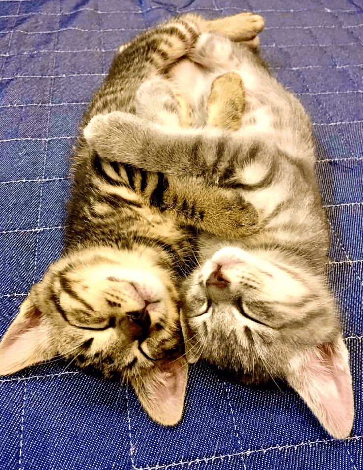 ぴったり寄り添って夢の中の子猫たち。この寝顔が数年後に壁を掘り当てる（画像提供：kiriparaさん）