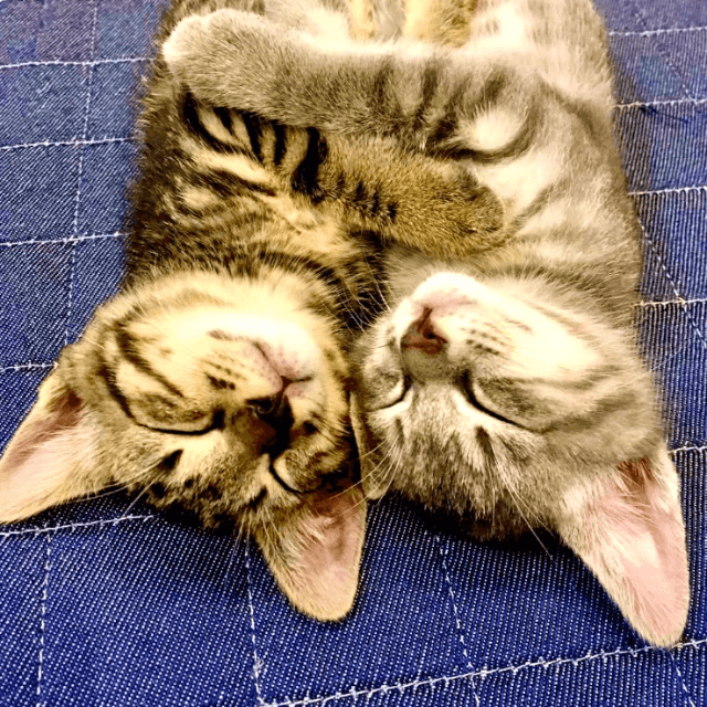 ぴったり寄り添って夢の中の子猫たち。この寝顔が数年後に壁を掘り当てる（画像提供：kiriparaさん）
