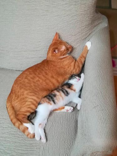 寝るのも一緒。（飼い主さん撮影）