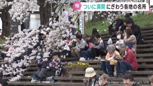 宮城県各地で桜が満開　花見客でにぎわう　仙台・西公園と一目千本桜