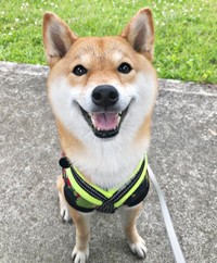 散歩中、にっこり笑顔になるタップちゃん（画像提供：☆柴犬タップ☆さん）