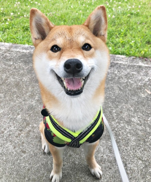 散歩中、にっこり笑顔になるタップちゃん（画像提供：☆柴犬タップ☆さん）