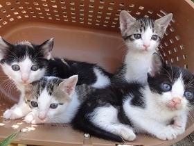 不幸な子猫を減らすため、ノラ猫にも不妊去勢手術をしてあげて