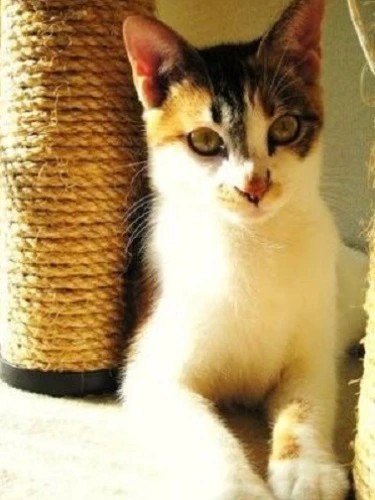 家にきたころの「はな」