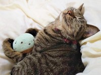 チョコミントを添い寝のお供にして眠るランちゃん（画像提供：みぃさん）