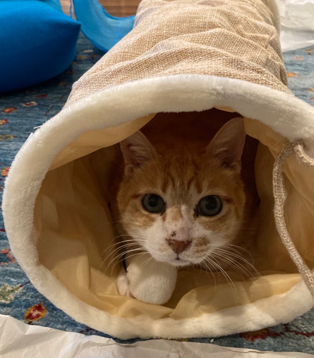 新しいトンネル、サンタさんにもらった！