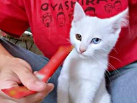 猫生初の液状おやつを食べるおもちくん（画像提供：瞳さん）