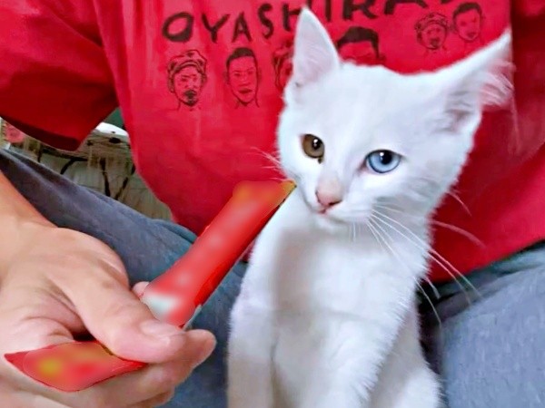 猫生初の液状おやつを食べるおもちくん（画像提供：瞳さん）