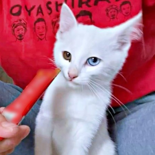 猫生初の液状おやつを食べるおもちくん（画像提供：瞳さん）