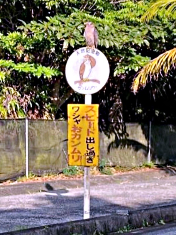 標識の上にカンムリワシ！？ 思わず二度見してしまう貴重な光景（画像提供：gentilisさん）