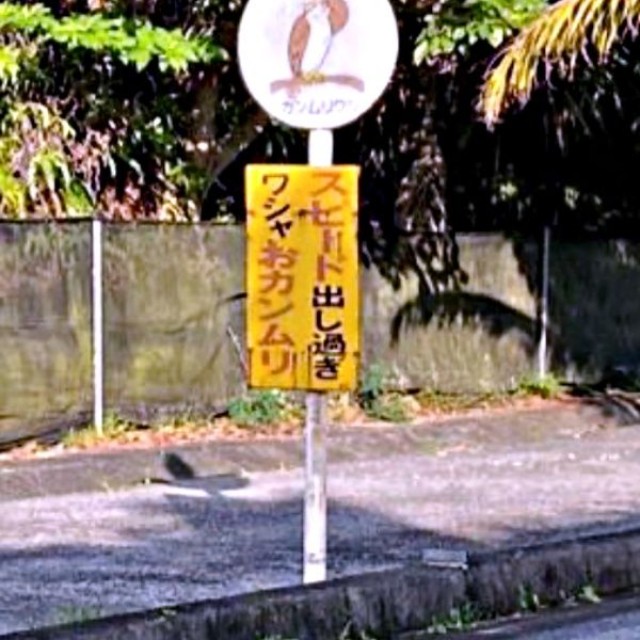 標識の上にカンムリワシ！？ 思わず二度見してしまう貴重な光景（画像提供：gentilisさん）