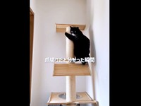 爪切りを察したノワちゃん。キャットタワーの上にいました（画像提供：azu_l_famさん）