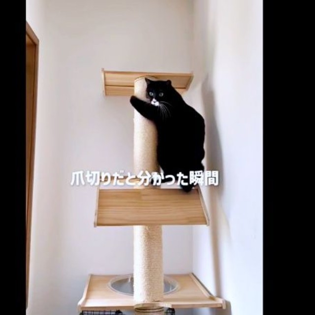爪切りを察したノワちゃん。キャットタワーの上にいました（画像提供：azu_l_famさん）
