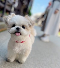 みかんちゃん（提供写真）