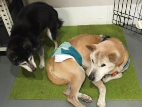 添い寝に夜ばい？恋する老犬たち　しかし別れはすぐにやってきてしまった