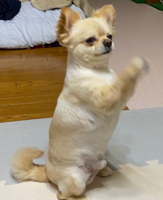 「犬見知り、人見知り、食いしん坊」だというてんくん（提供：てん（５）さん）