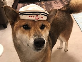 出会った日、顔があまりに黒すぎて　「ゴンぞう」と名付けた柴犬