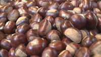”幻の栗”と言われる哲西栗