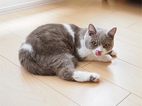 日なたでくつろぎながら、舌ペロッ　ブリショの「チロル」