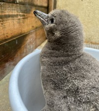 2024年1月28日撮影（提供：新屋島水族館）