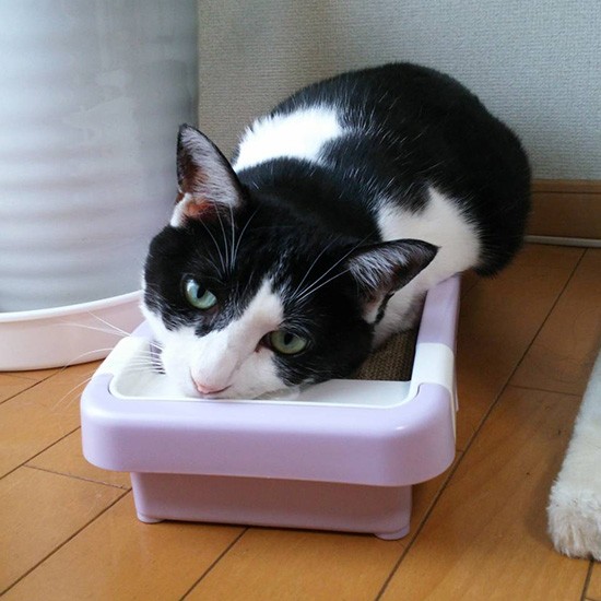 「爪も時々磨こう。あっ上で寝ちゃった」（横野さん提供）