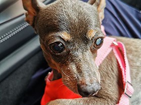 白内障で左目が真っ白になってしまった元繁殖犬「マル」　迷いながらも、手術を決意