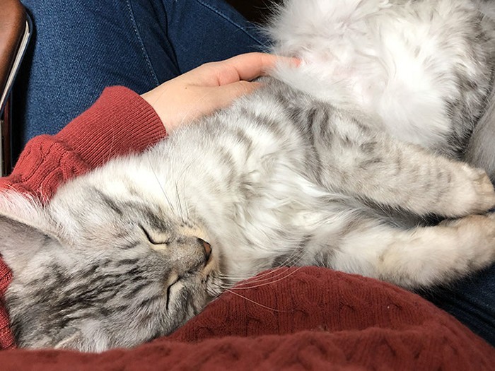 冬はなずなをひざに抱えながら仕事をしたそうです（さわたさん提供）