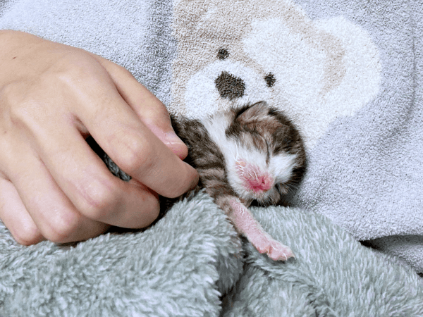 生後0日、草むらひとり鳴いていたにものちゃん（画像提供：にものちゃんねる【保護猫日記】さん）
