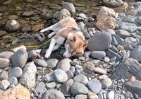 犬が川岸に打ち上げられてる⁈（動画からキャプチャー／提供：husky_noixさん）