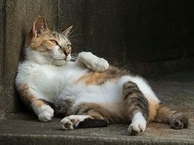 「大丈夫、大丈夫」　疲れたみんなを慰めてくれる猫写真集