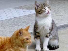 野良の犬猫、増やさないで…　村が不妊・去勢手術費を補助