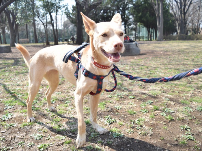 元保護犬の友美