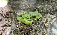 モリアオガエル（画像提供：よろたむさん）